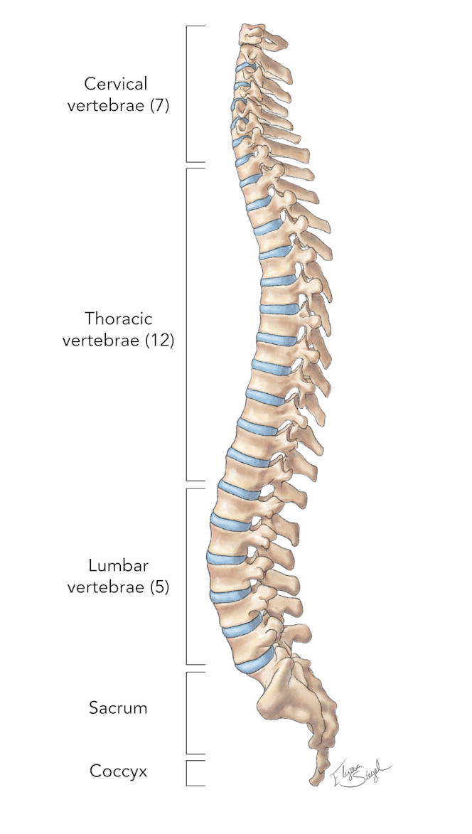 Spinal Anatomy – James Langdon